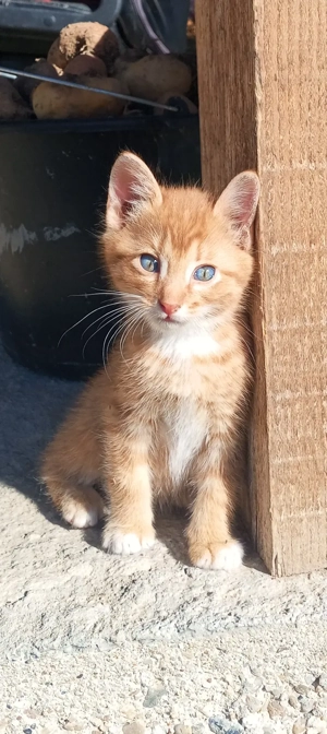 Donez doi pui metisi Norvegiana de pădure 