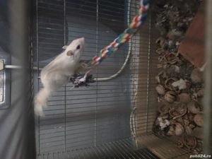 veverița siberiana alba - imagine 2