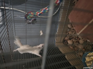 veverița siberiana alba - imagine 5