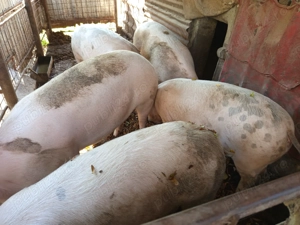 Porci bio de vînzare  - imagine 2