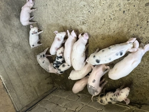 Vând purcei de 9 săptămânii!