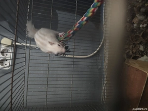 veverița siberiana alba - imagine 3