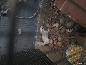 veverița siberiana alba - imagine 4