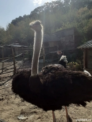 Vand struti. - imagine 2