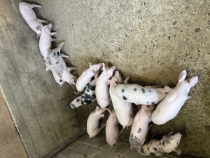 Vând purcei de 9 săptămânii! - imagine 2