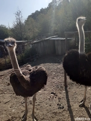 Vand struti. - imagine 4