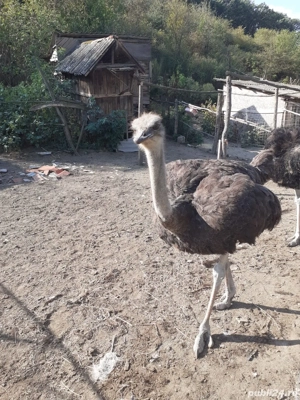 Vand struti. - imagine 3