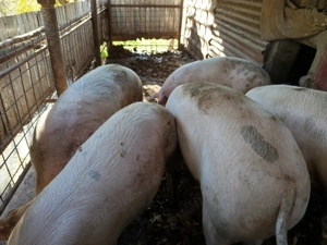 Porci bio de vînzare  - imagine 3