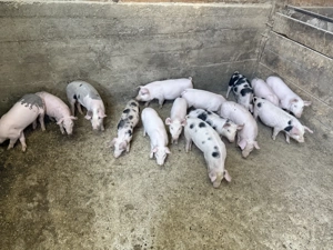 Vând purcei de 9 săptămânii! - imagine 3