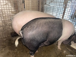 porci de vanzare 