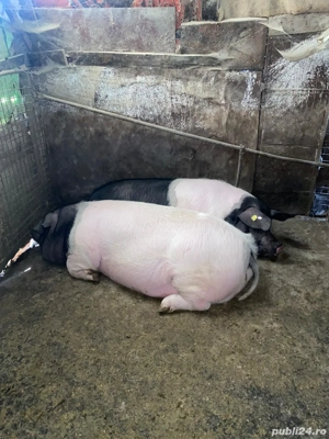 porci de vanzare  - imagine 3