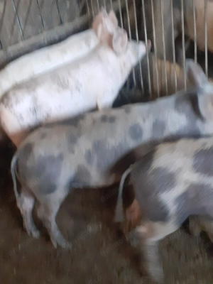 Purcei de vanzare  - imagine 2