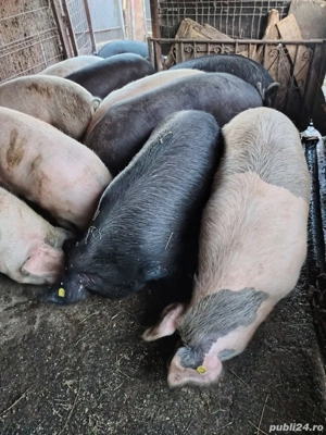porci grasi  - imagine 2