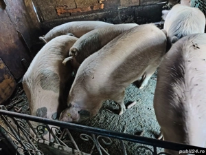porci grasi  - imagine 3