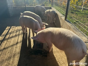 vand purcei de 3 luni 