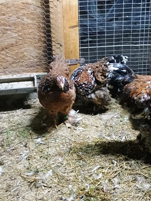 Brahma portelan g - imagine 3