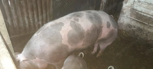 Vand purcea pietran belgian - imagine 2