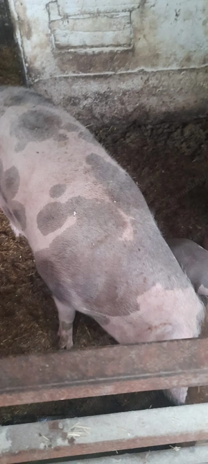 Vand purcea pietran belgian - imagine 4