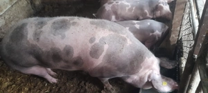 Vand purcea pietran belgian - imagine 3