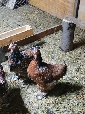 Brahma portelan g - imagine 4