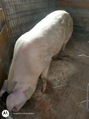 Vând porc  pentru tăiat 180 kg