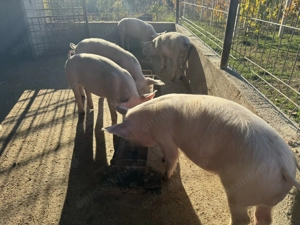 Vand purcei 3 luni - imagine 2