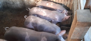 Vand 3 porci castrati si o purcea pietran belgian - imagine 2