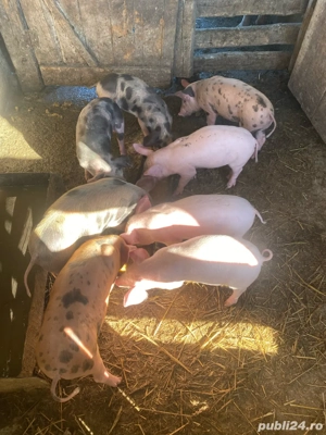 Purcei 7 saptamani  - imagine 4