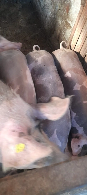 Vand 3 porci castrati si o purcea pietran belgian - imagine 4