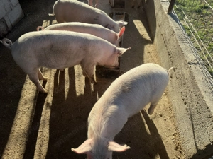 Vand purcei 3 luni - imagine 3