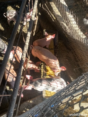 Purcei 7 saptamani  - imagine 3