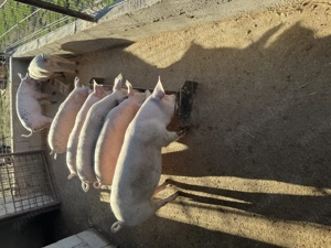 Vand purcei 3 luni - imagine 4