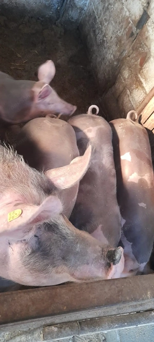 Vand 3 porci castrati si o purcea pietran belgian - imagine 3