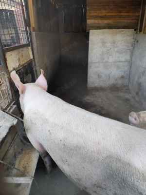 Vând porc  - imagine 2