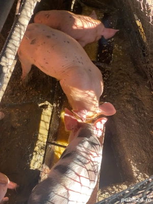 Purcei 8 saptamani  - imagine 5