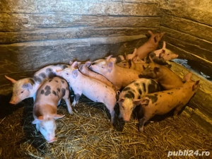 Purcei 8 saptamani  - imagine 2