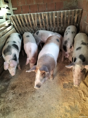 Porci de carne - imagine 2