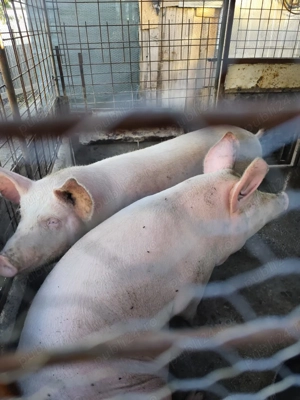 Vând porc  - imagine 3