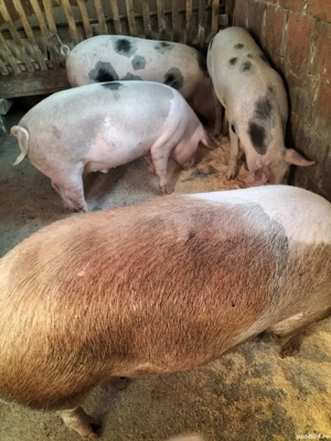 Porci de carne - imagine 4