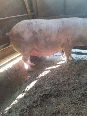 Vând purcea gestanta 