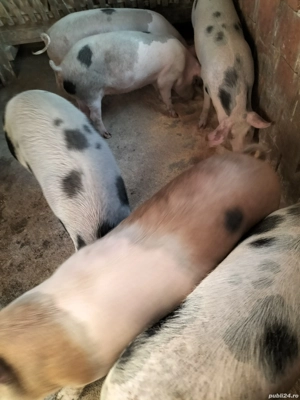 Porci de carne - imagine 3