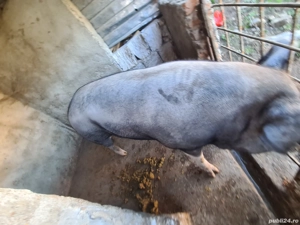 porci landras pentru craciun - imagine 2