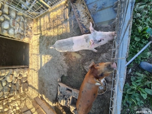 porci landras pentru craciun - imagine 4