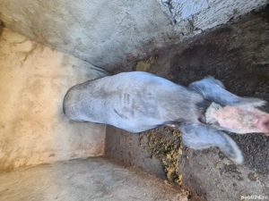 porci landras pentru craciun - imagine 3