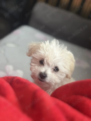 Ultimul pui bishon maltez fetiță 