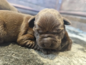 Pui Labrador ciocolatiu