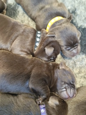 Pui Labrador ciocolatiu - imagine 2