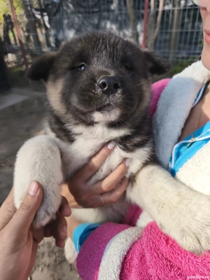 Akita American rasa pura - imagine 3