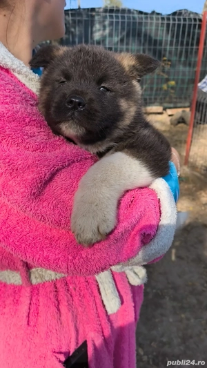 Pui Akita American 