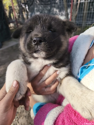 Akita American rasa pura - imagine 5